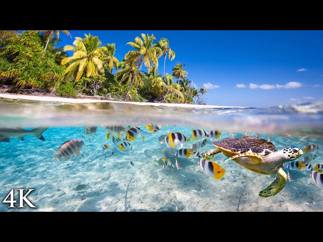 11 HOURS Stunning 4K Underwater footage + Music